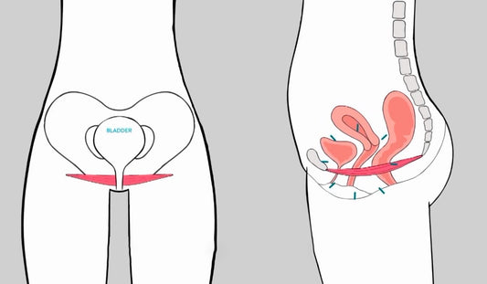 What and Where is the Pelvic Floor?
